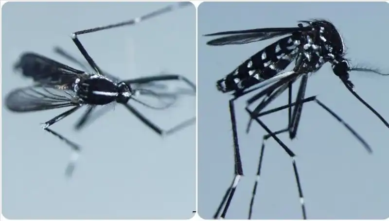 Chikungunya Virüsü: Hangi Ülkelerde Görülüyor, Belirtileri Neler?