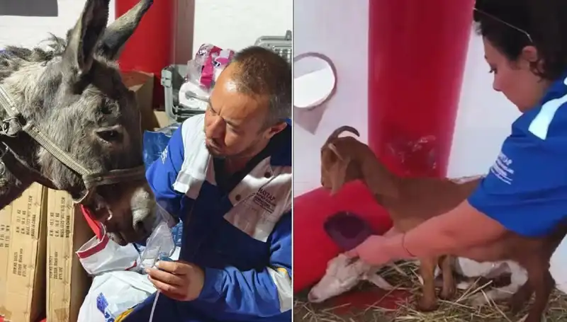 Yangın Felaketinden Sonra Eşeğe Oksijen Maskeli Hayat Kurtarma Müdahalesi