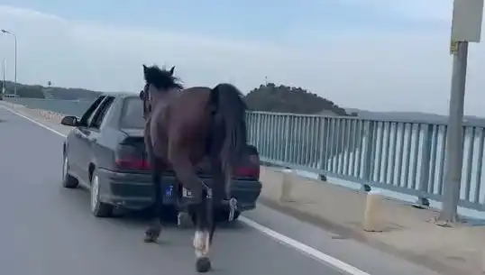 Adana'da Ata Eziyet Eden Şahıs Tutuklandı: Hayvan Hakları İhlali!