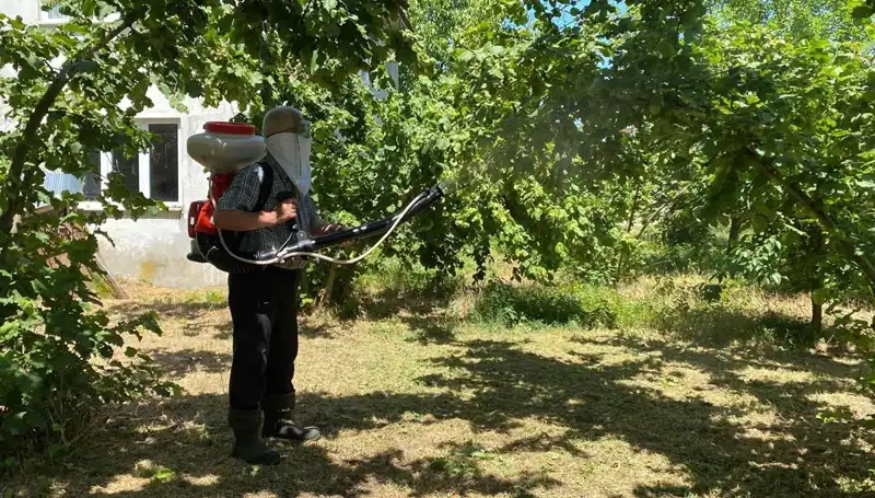 Çiftçilerin Umudu: Kükürt ve Samuray Arısı ile Mücadele Başlıyor!