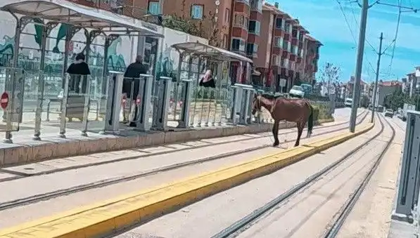 Eskişehir Tramvay Raylarında Başıboş At Görüntüleri Şaşkınlık Yarattı
