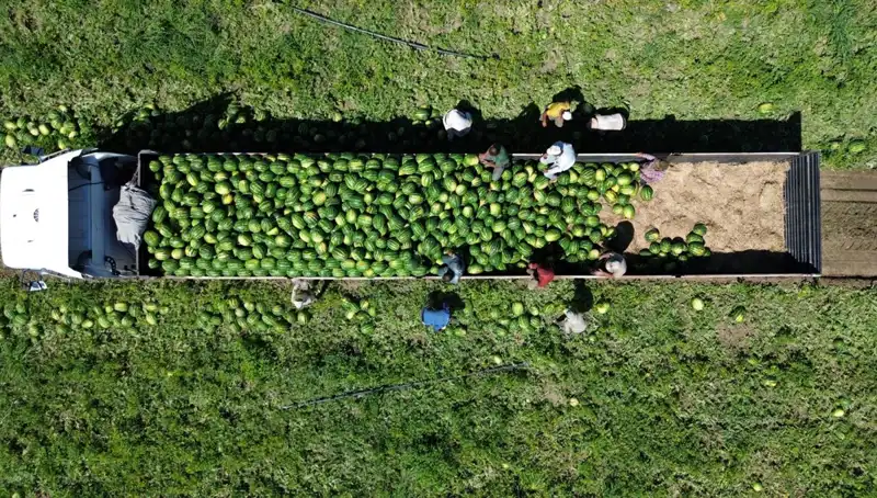 Bafra Ovası'nda 94 Bin 500 Ton Karpuz Beklentisi: Hasat Zamanı Geldi!