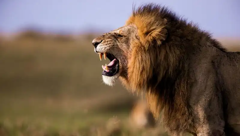 Aslan Saldırısı: 14 Yaşındaki Kızın Trajik Hikayesi