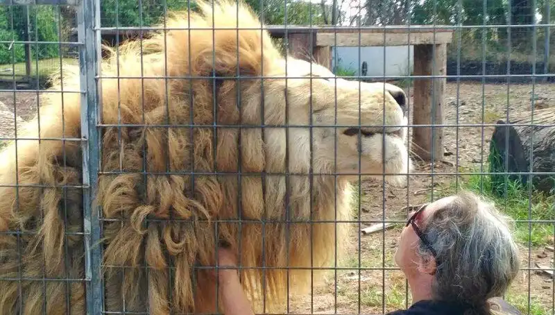 Avustralya'daki Aslan Saldırısı: Kafesin İçinde Bir Kadının Kolu Koptu!