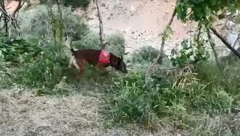 Dere Kıyısındaki Gizli Esrar: Dedektör Köpekler ile Ortaya Çıktı