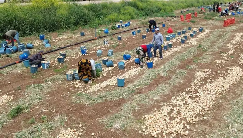 Soğan Hasadı Başladı: Fiyatlar Düşüşe Geçti, Pazar Renkleniyor!