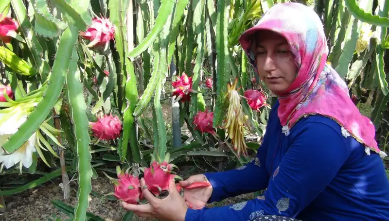 Emekli Oldu, Pitaya Üretiminde Yeni Bir Çağ Açtı: Kilosu 200 TL!