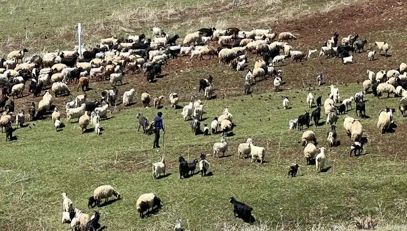 Çoban Krizi Büyüyor: 70 Bin Lira Maaş Promosyonları Yetersiz mi?