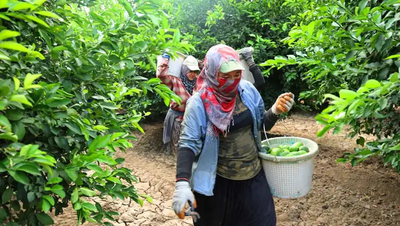 Markette Fiyatlar Uçtu: 150 Lirayı Aşan Ürünlerin Hasadı Başladı!