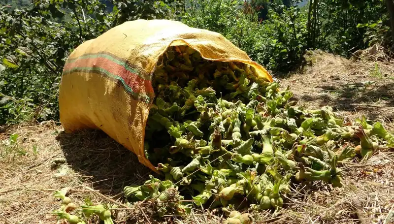 Giresun'da Fındık Hasadı Heyecanı Başladı: Çiftçilerin Yüzü Gülüyor