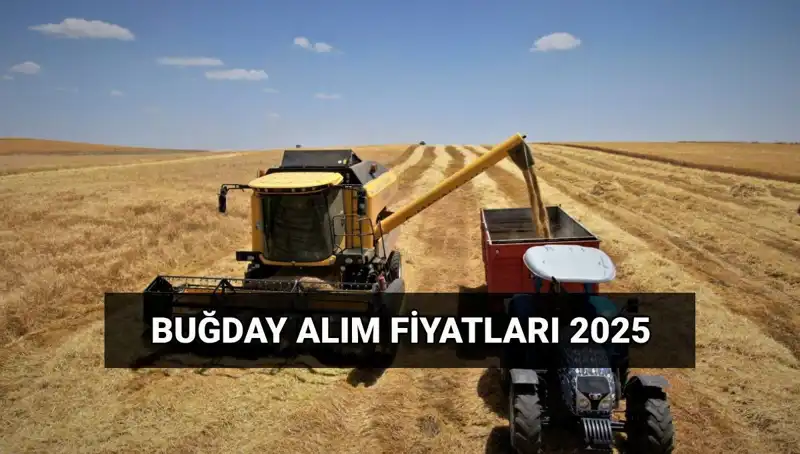 TMO 2025 Buğday Alım Fiyatları Açıklandı! Hububat Ücretleri Ne Zaman Yatacak?