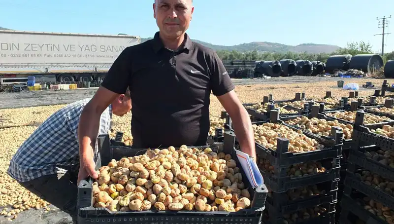Balıkesir'de Tarımda Yeni Dönem: Hasat Zamanı!