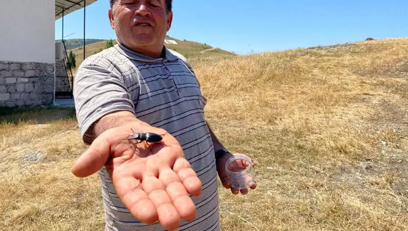 Sivas'ta Görülen Nadide Böceğin Katili 557 Bin TL Cezaya Çarptırılacak!