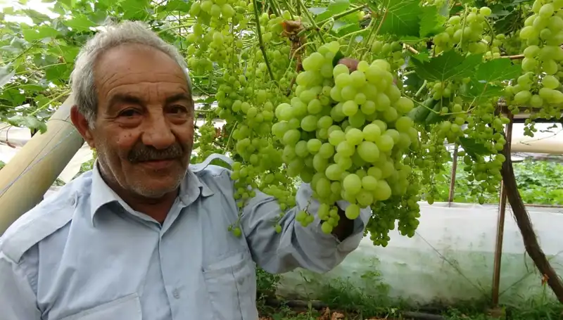 Zirai Don Meyve Fiyatlarını Düşürdü: İlk Ürünler 250 TL’ye Satılıyor