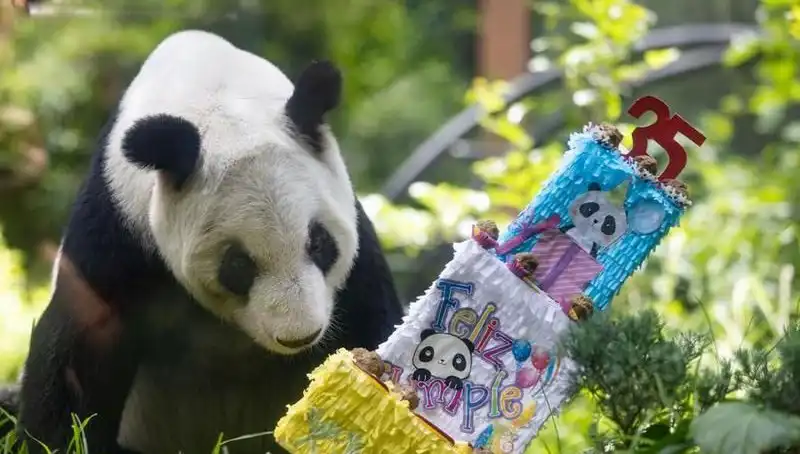 35 Yıldır Tüm Dünyayı Büyüleyen Dev Panda Xin Xin’in Doğum Günü Kutlandı