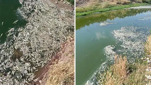 Karasu Çayı'ndaki Gizemli Balık Ölümleri: Sebepler ve Çözüm Arayışları