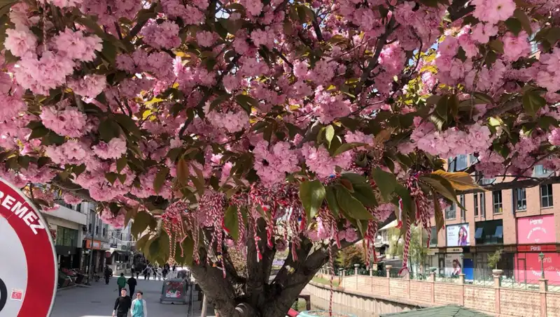 Süs Erik Ağaçlarına Martenitsa Bağlama Geleneği Neden Bu Kadar Önemli?