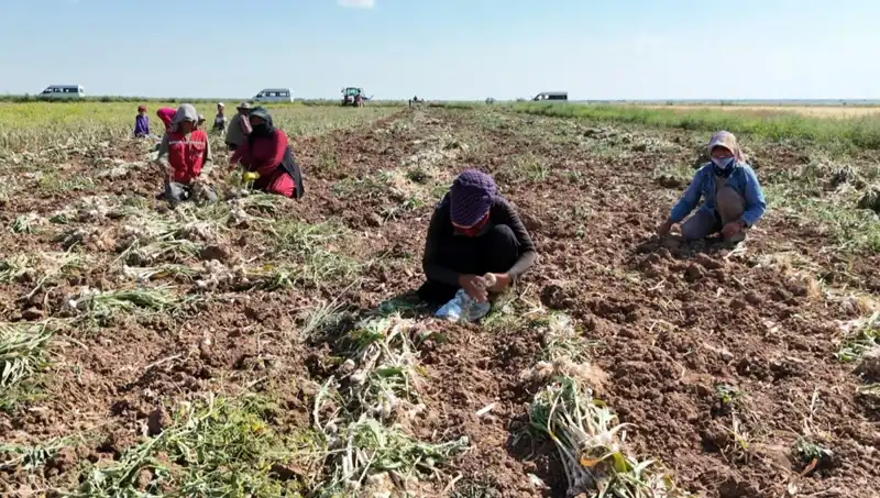 Rusya, Almanya ve İspanya'nın Antibiyotik Hasadı: Tüm Dünyayı Etkileyecek Gelişmeler