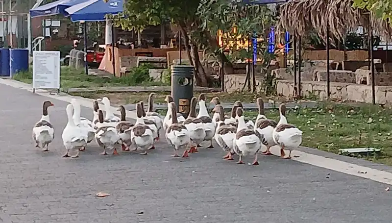 Denizde Yüzdükten Sonra Kümeste Hayatını Kaybeden Kazlar Olayı
