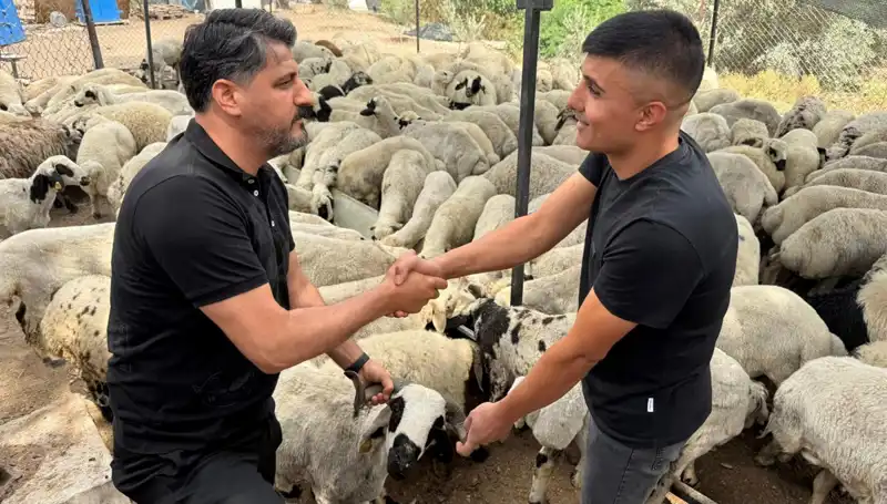 Kurbanlık Alırken Dikkat! Tuz ve Sumak Hileleriyle Şişirilmiş Hayvanlar