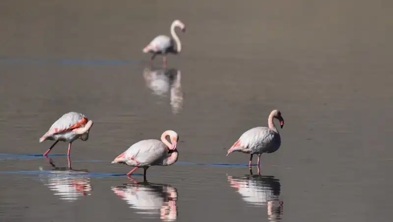 Kuş Cennetinde Kuraklık Tehlikesi: Flamingolar Tehdit Altında