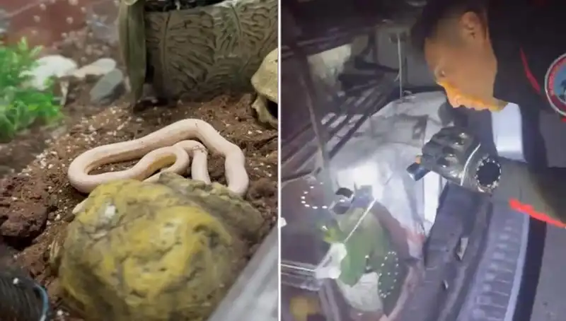 Devriye Ekipleri Şokta: Arka Koltuktan Zehirli Yılanlar Çıktı!