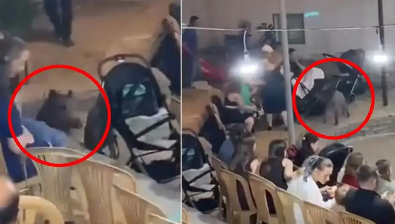 Düğüne Daldı: Yaban Domuzu Misafirleri Şaşırttı ve Paniğe Neden Oldu!