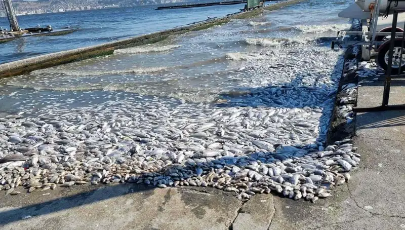 İzmir Körfezi’nde Yeni Proje: Temiz Su ve Yeşil Alanlar Müjdesi